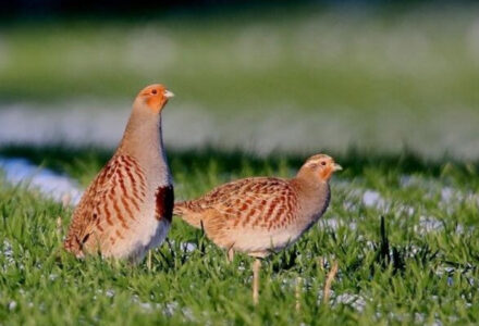 Join the team – become a Trainee Wild Grey Partridge Keeper - Cranborne Estates