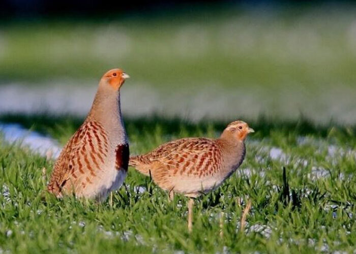 Join the team – become a Trainee Wild Grey Partridge Keeper - Cranborne Estate