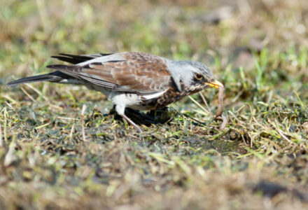 2 Hours 35 Minutes, 13 Different Species, 4 on the Red List - Cranborne Estate