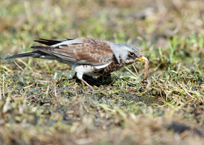 2 hours 35 minutes, 13 different species, 4 on the Red list - Cranborne Estate