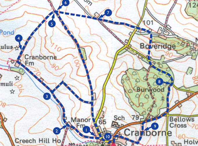 Local walks - Cranborne Estate