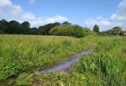 Chalk stream project identifies 4 near-threatened species - Cranborne Estate