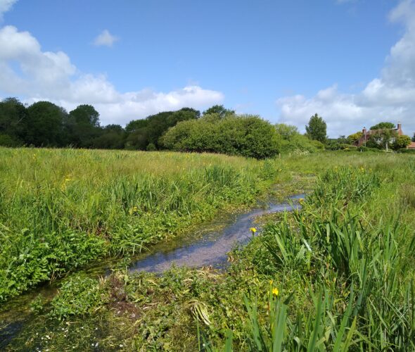 Chalk stream project identifies 4 near-threatened species - Cranborne Estate