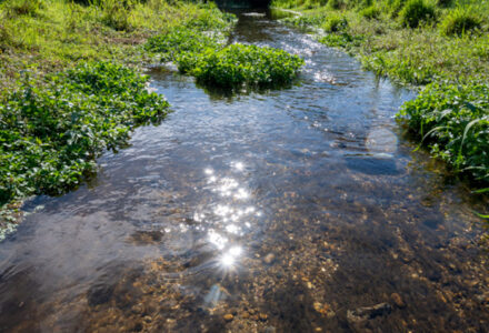The River Crane Survey 2022 and Enhancement Works - Cranborne Estate