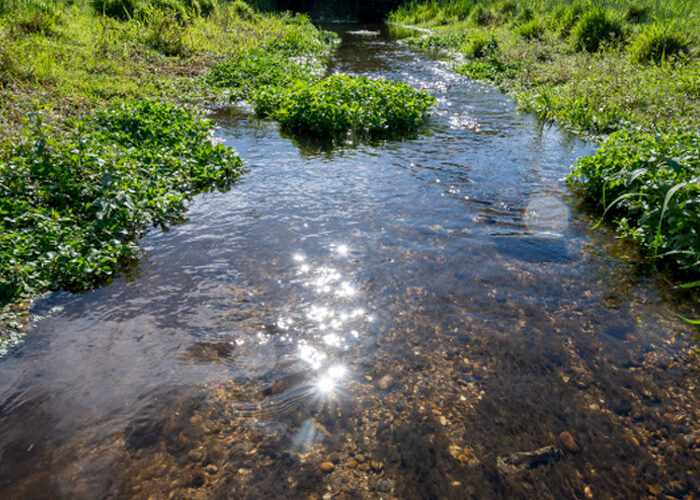 The River Crane survey 2022 and enhancement works - Cranborne Estates