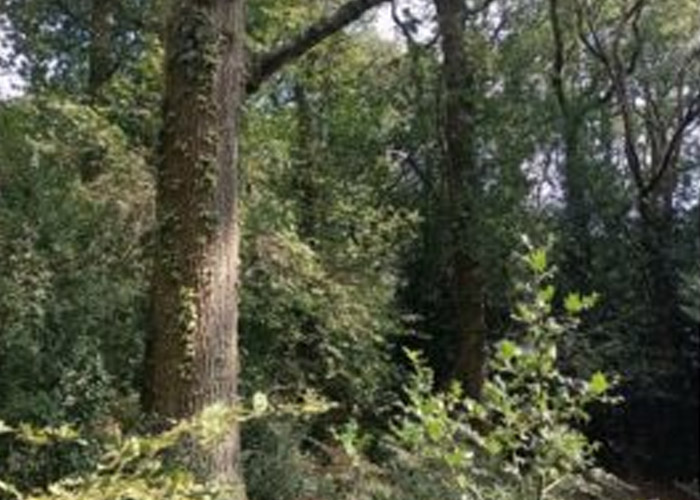 The Irregular Silviculture Network (ISN) – Growing high quality oak in 100 years