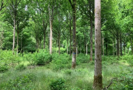 The Irregular Silviculture Network (ISN) – Growing high quality oak in 100 years - Cranborne Estate