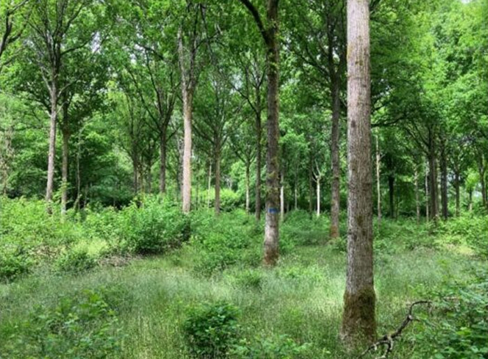 The Irregular Silviculture Network (ISN) – Growing High