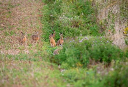 An Evaluation on Collaborative Farming and its Role for the Tenant Farmer’s Future - Cranborne Estate