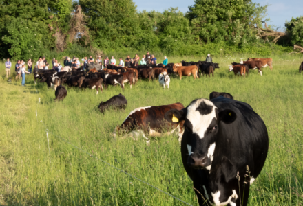 A Summer’s Evening Farm Walk at Cranborne - Cranborne Estate