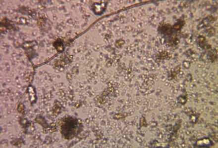 Early Re-Genus results promising - Cranborne Estate
