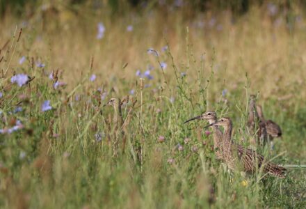 The Return of a Distinctive Call: Cranborne Estate’s Commitment to Curlew Conservation - Cranborne Estate