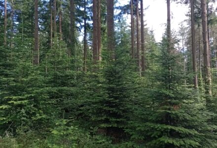 Natural Regeneration: Our Approach to a Thriving Forest  - Cranborne Estate