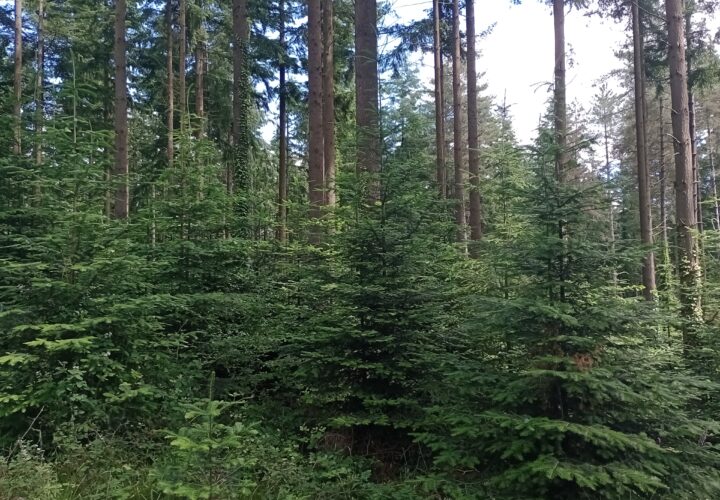 Natural Regeneration: Our Approach to a Thriving Forest  - Cranborne Estate