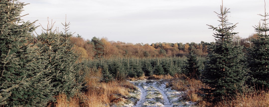 Pick Your Own Christmas Tree <br> at our Tree Farm! Pick Your Own Christmas Tree <br> at our Tree Farm!