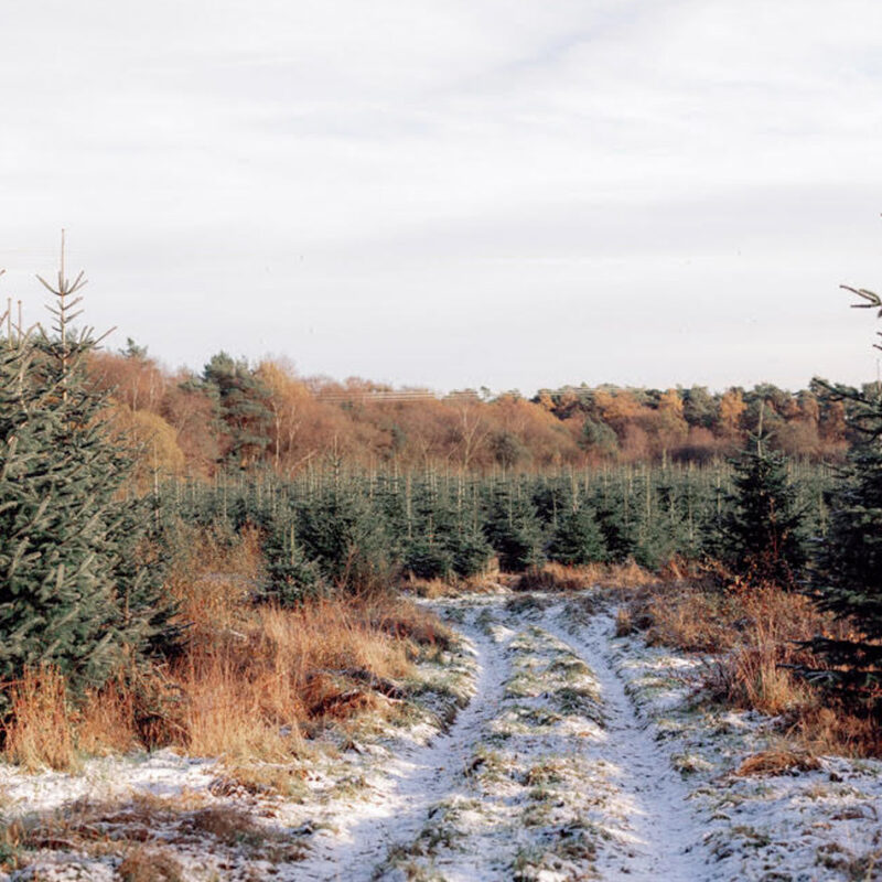 Pick Your Own Christmas Tree at our Tree Farm!