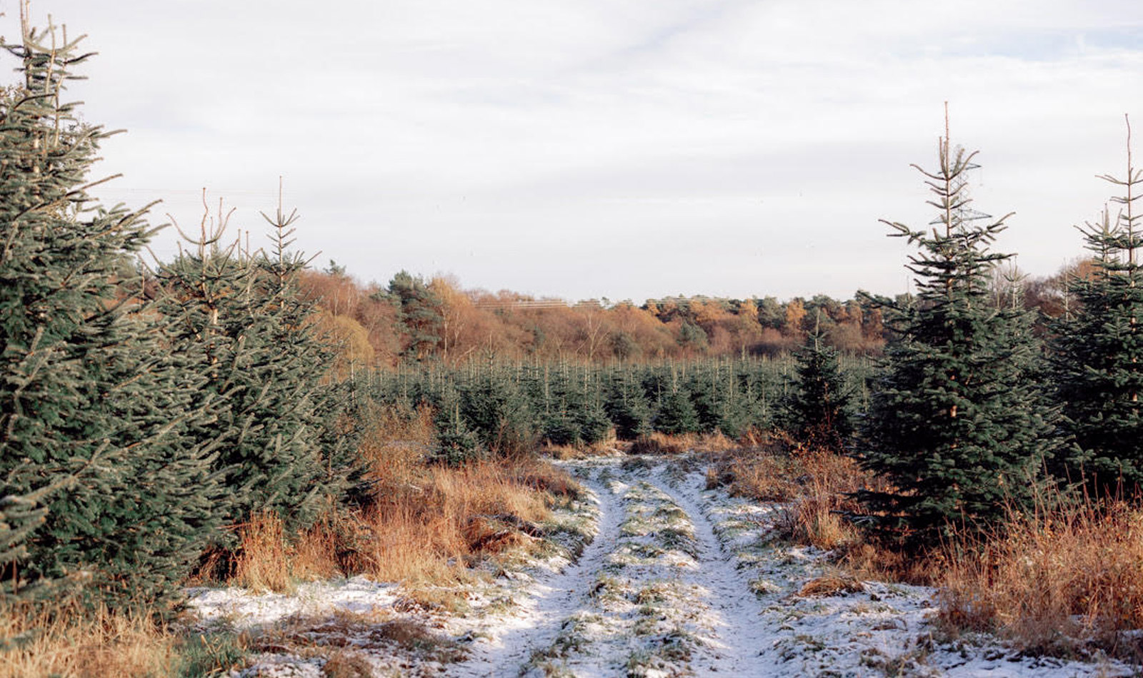 Pick Your Own Christmas Tree at our Tree Farm!