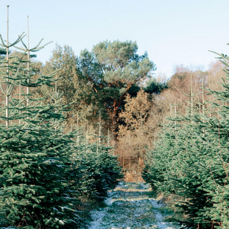 Pick Your Own Christmas Tree at our Tree Farm!