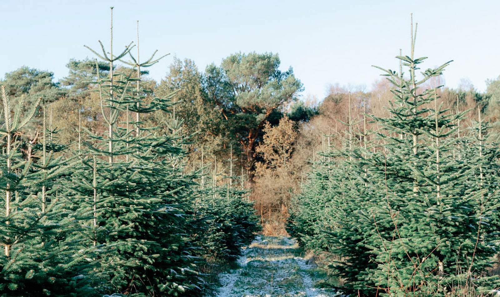 Pick Your Own Christmas Tree at our Tree Farm!